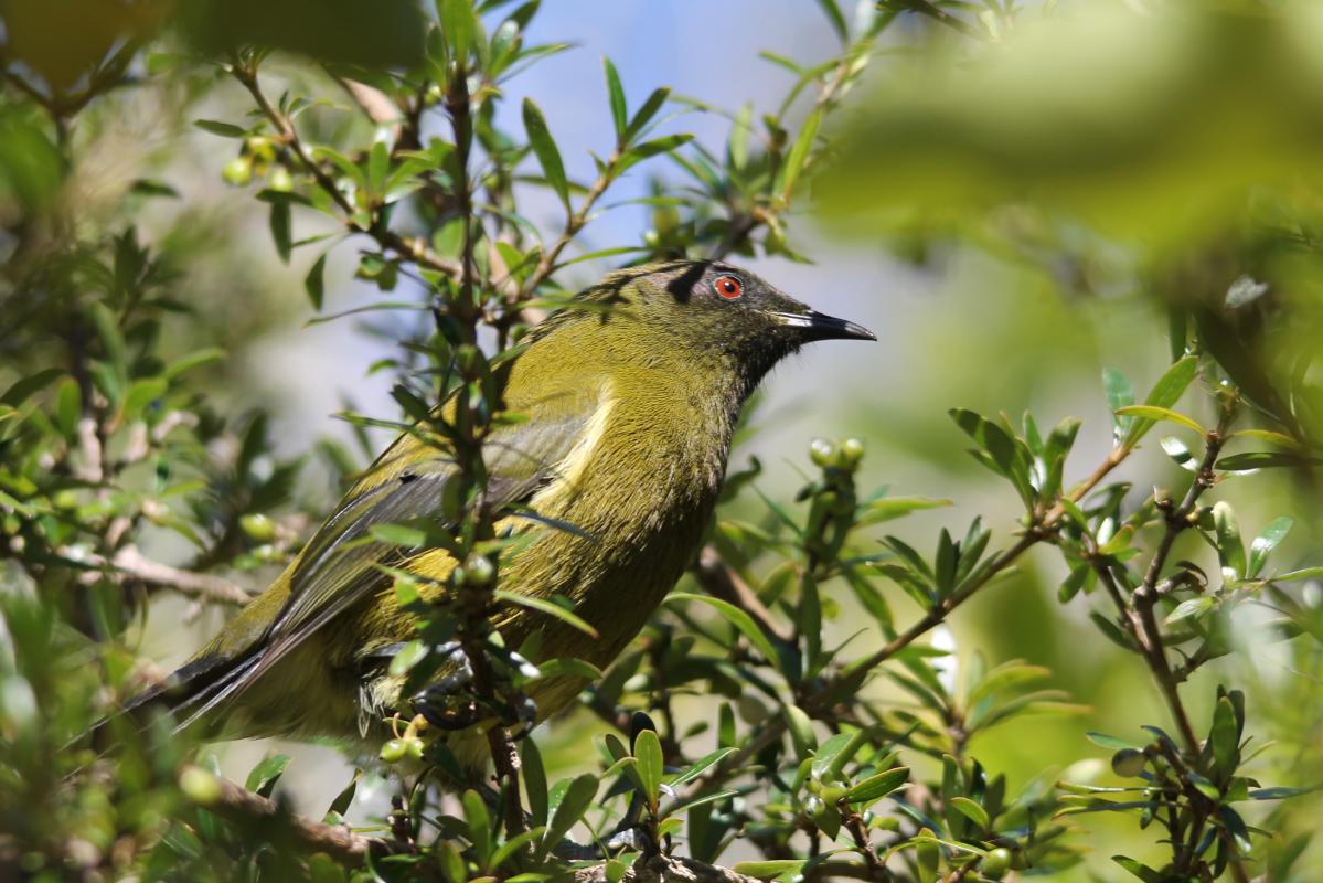 New Zealand Bellbird (Anthornis melanura)